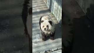Visitors outraged as Chinese zoo dyes dogs to look like pandas #shorts
