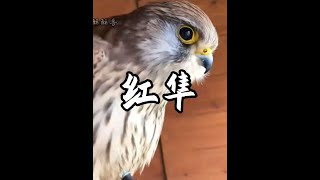 紅隼不僅是自然界的懸停大師，還是國家二級保護動物！#紅隼 #野生動物零距離 #神奇動物在抖音