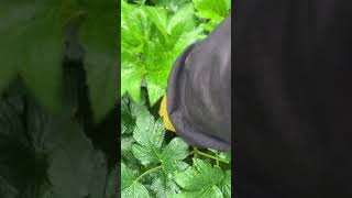 明日葉の収穫風景！