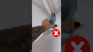 Yes ✅or No❌#pasari #bird #indianringneck #papagal #birds #viral #parrot #parrotspeaking #funny