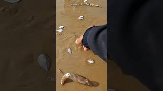 #fishing #beach #beachvibes #music #livemusic #seafood #fish #newartist #newmusic #musician