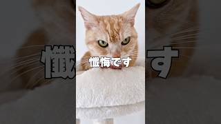 ごめんなさい😭😭😭 #猫
