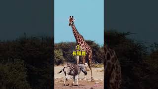 五種 長脖子的動物 🤯 #科普 #知識 #動物 #tiktokanimals