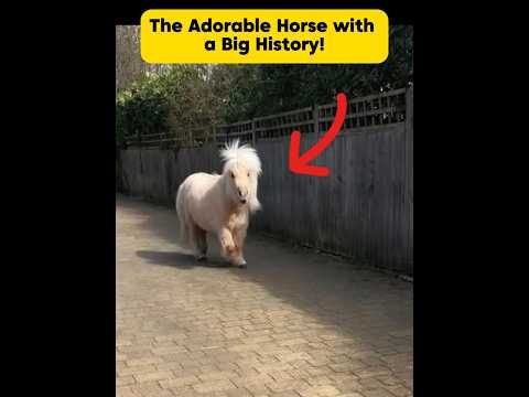 Meet the Shetland Pony: The Adorable Horse with a Big History! #horse #fyp