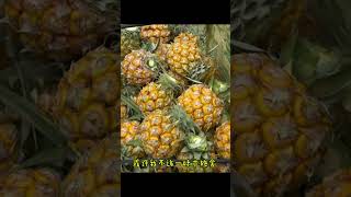 姑娘别哭泣- CÔ GÁI ƠI ĐỪNG KHÓC （越南小美） #cover #翻唱#中国歌曲 #越南姑娘