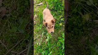 #youtubeshort#viralvideo#dogslovers