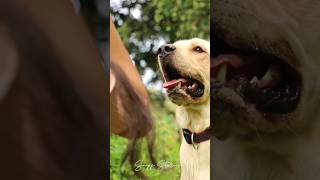 Family Shoot with pets #sniffstories #happypets #labrador #photographer #petphotography #petparent