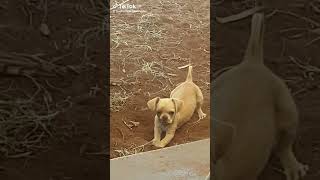 Digging for gold !! #cute #rescue #funny #dog #Chiwawa #plaas