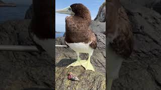 変な鳥に遭遇したので触ろうとしたら… #動物#おもしろ#birds