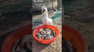 #reelsfb #videoreels #reels #travel #videoviral #foryou #viral #nature #fish