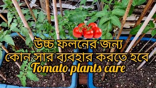 How to Prune and Care Tomato plants | Shoukher Bagan UK 2023 update
