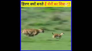 facts about deer 😱 || हिरण क्यों बनते हैं शेरों का शिकार ||#factsinshorts