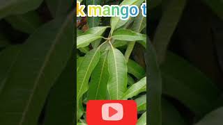 mango tree shots video #subscribe #2023 #2023shots #shotsyoutubevideo #viralvideo #youtube