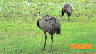 Widlife-Birding Tours / Brazil Wildlife Expeditions