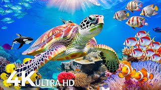 Under Red Sea 4K - Stunning Coral Reefs, Exotic Marine Life & Relaxing Ocean Sounds - 4K Video #5