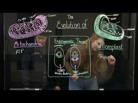 Evolution of Mitochondria and Chloroplast (BIOS 041)