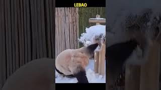 熊猫乐宝的熊失前蹄太搞笑了 #pandacub #animals #pandachina #funny #giantpanda #cute #zoo #cutepanda #パンダ君 #パンダ君