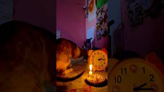 Study until the candle dies 💕 #studywme #studymotivation #study #cat #studyalone