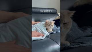 낮잠 때리는 고양이 #cat #shorts