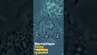 Macrophages (WBC) Eating Bacteria  #micro #bacteria #immunesystem