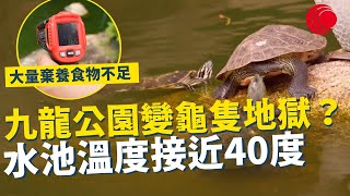 一線搜查｜九龍公園變龜隻地獄？ 大量棄養食物嚴重不足 水池溫度接近40度 水池設計不宜生物居住 棄養數字有增無減｜793集｜有線新聞 利穎怡｜ #一線搜查｜HOYTV 77台 #hoytv77台
