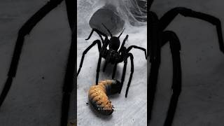 The fascination of predatory arthropods- Funnel, Curtain web, Solifugae and Scutigera
