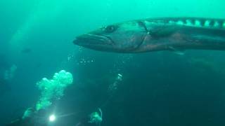 峇里島大梭魚