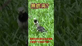 黑領椋鳥的雛鳥在爸媽聯手餵食下仍然填不飽？ #birds #birdsong #觀鳥 #黑領椋鳥 #birdsounds #birdwatching