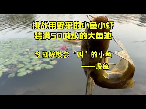 挑战野采小鱼小虾，装满50吨水的大鱼池，今日解锁会叫的小鱼