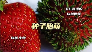 惊呆！果肉内的种子竟然发芽了
