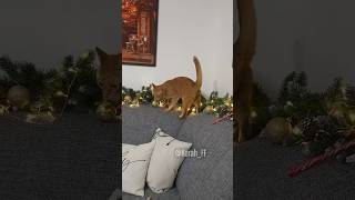 Throne cat