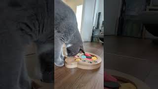 嗅覚の情報から聡明におやつへたどり着くみぞれさん #cat #猫のいる暮らし #猫のいる生活 #スコテッシュ #猫好きさんと繋がりたい #scottish