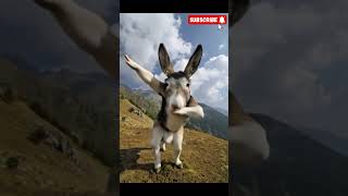 donkey dance #YouTube #Vlog #Tutorial #Music #Funny #DIY #Travel #Fitness #youtube #funny #memes