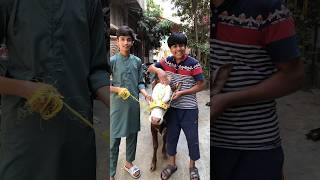 Alhamdulillah Qurbani Leli ❤️ #shorts #cow #qurban