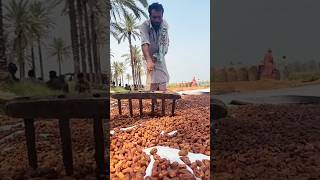 Cara unik orang prindapan dalam mengolah buah kurma #kurma