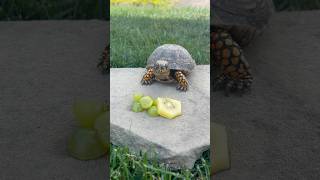 Squirtle picks between Grape and Kiwi in a Turtle Taste Test! #turtle #boxturtle #tastetest