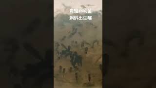 像山粉圓的青蛙幼卵，蝌蚪開始出生了，黑黑小小的好有趣阿，喜歡影片請記得按讚訂閱分享