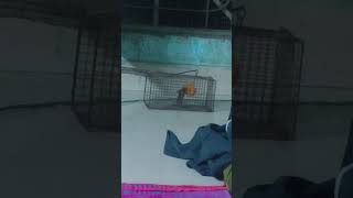 #RatGoneWrong#MissionRatPossible#MouseMission#RatAttack#DesiRatCatcher#RatDrama#RatVsHuman