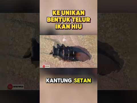 DIJULUKI KANTUNG SETAN - KEUNIKAN TELUR IKAN HIU #lensapopuler
