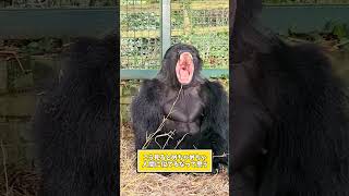 If you feel relaxed after watching gorilla videos, go to sleep lol #animals #gorilla #2ch animal ...
