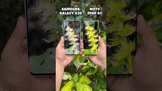Samsung Galaxy A36 Vs Moto Edge 60 Camera Comparison #shorts