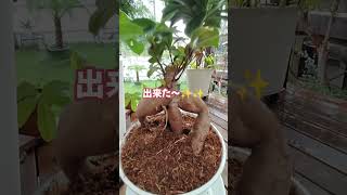 【筋肉ガジュマル】さっそく植え替えました！ #shorts