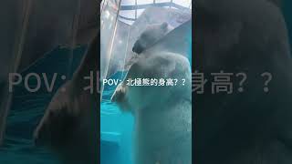 大家知道其實北極熊的毛色是透明的嗎？北極熊的皮膚其實是黑色的，覆蓋著透明無色的毛，而這些毛髮會分散並反射可見光，所以看起來就像是白色的北極熊的體長180至280公分，站在水中就像是巨人般的存在唷！！