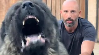 Caucasian Shepherd protecting owner🔥