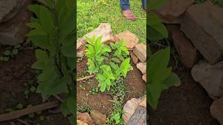 🌳 A tree in the name of school | plantation #plants #treeplantation #tree #trees #playstation #tjsir