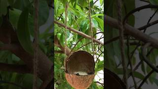 DIY easy bird feeder from coconut 🥥 #diy#birdfeeder#birds#garden#birdslover#diycrafts