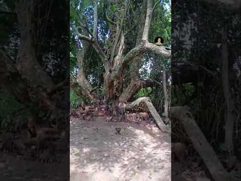 Wildlife #wildlife #shortreels