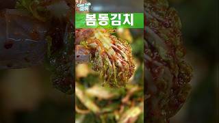가성비 좋은 김치 봄동김치 #봄동 #김치 #레시피