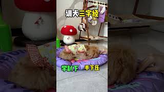 记不住，先收藏！一个视频说清楚训犬小技巧，懒人也可以训出聪明小狗！#狗狗技能 #训犬教程 #训犬小技巧 #养狗小技巧