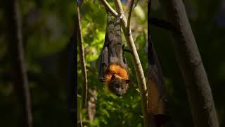 Grey-Headed Flying Fox Hanging #grey #headed #flyingfox #nature #bat #wild #wildlife #tree HA03335